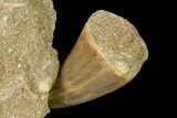 Mosasaur (Mosasaurus) Tooth In Rock - Morocco #152565-3